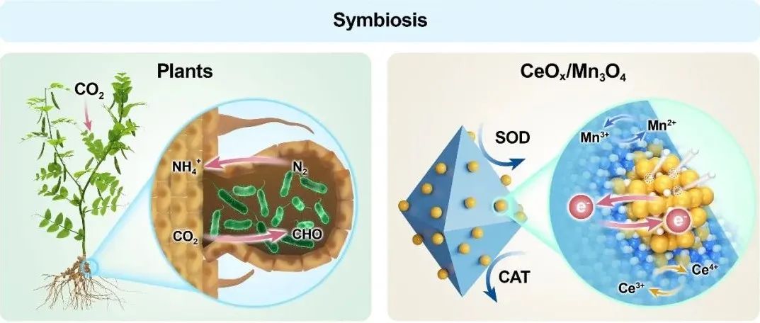 【Angew.Chem.Int.Ed.】Mn-Ce 共生：具有多个活性位点的纳米酶有助于基于电子转移和约束锚定的活性氧清除