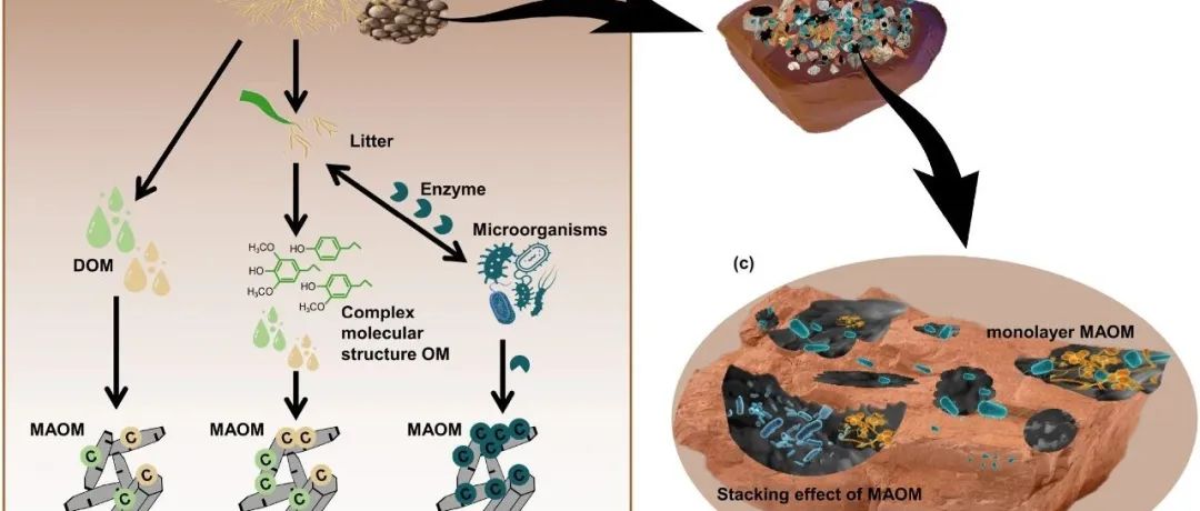 综述文章丨SOIL BIOL BIOCHEM：需要更新和完善与土壤中矿物相关有机物饱和度有关的概念