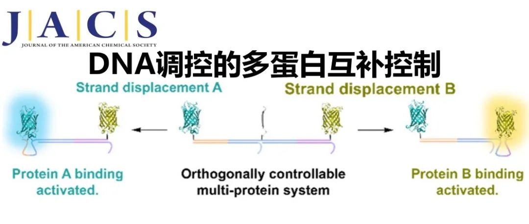 JACS | DNA调控的多蛋白互补控制