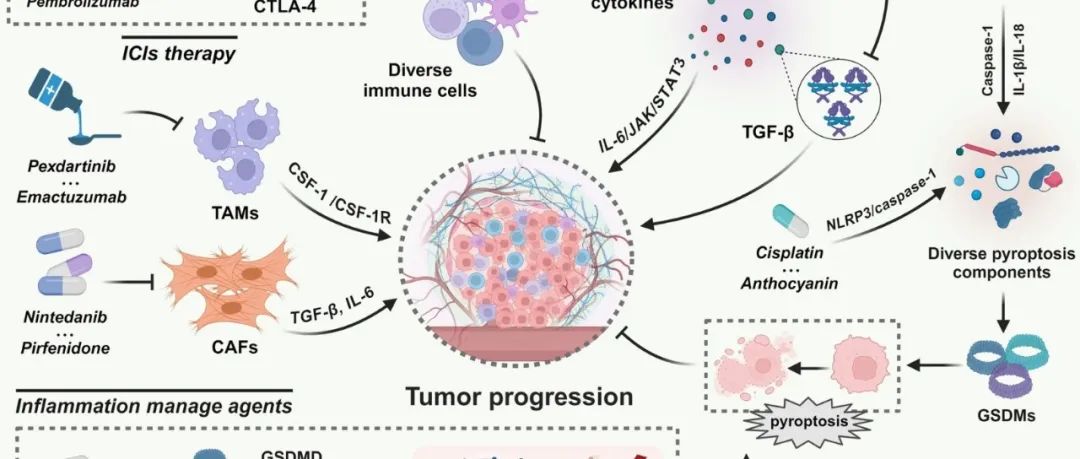 Mol Cancer丨中南大学涂超等团队合作研究发表肿瘤微环境中焦亡和细胞因子的串扰：从机制到临床意义的综述