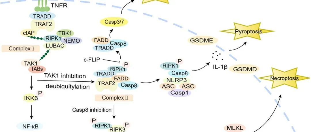 Mol Cancer丨中南大学陶永光等团队研究发表肿瘤进展中调节细胞死亡及其表观遗传修饰的机制和串扰的综述