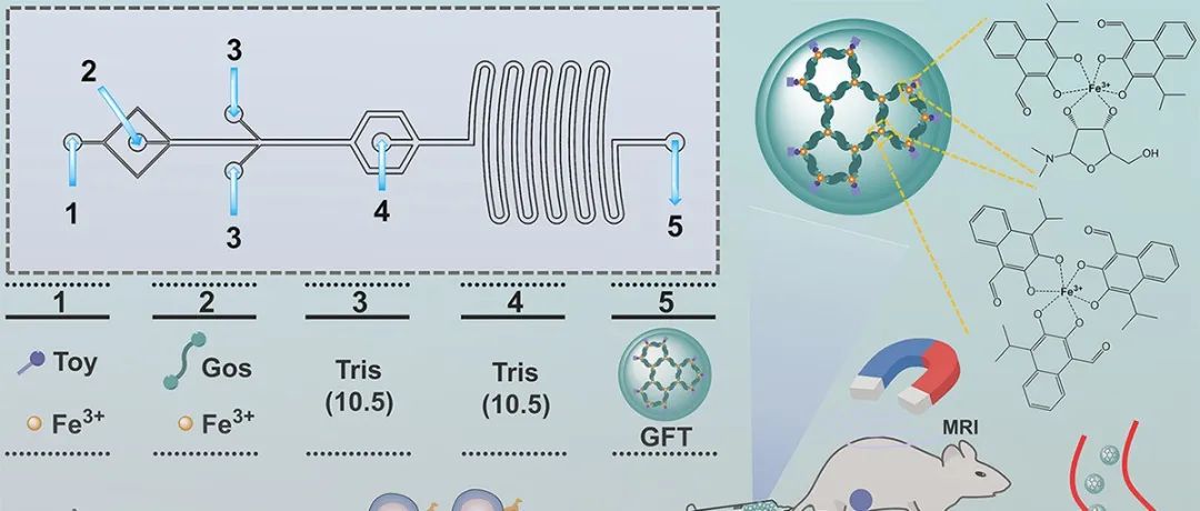 东华大学史向阳教授团队 AFM：微流控合成无载体全活性的金属酚纳米胶囊用于肿瘤的化疗-化学动力学治疗-免疫治疗