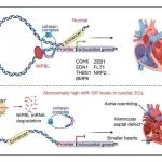 JCI | 复旦大学王红艳及其合作团队揭示心脏内皮细胞发育机制研究新进展