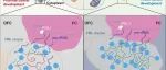 Mol Cell | 中山大学陈月琴/王文涛团队揭示蛋白质液-固相转变调控的新机制