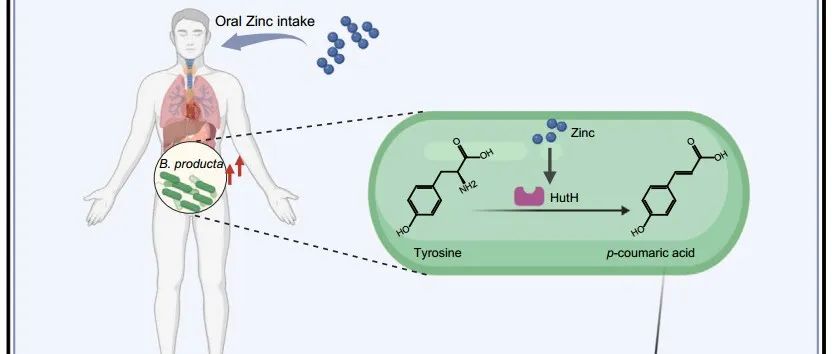 【科技前沿】Cell子刊丨南方医科大学陈鹏等证明补充锌可以改变肠道微生物群，以减轻胆汁淤积性肝损伤