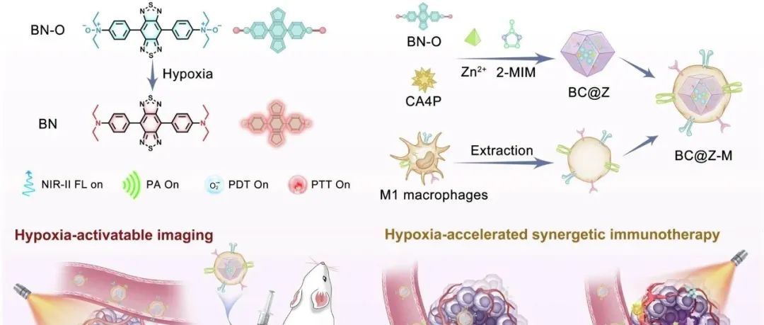 【Nature Communications】一种用于癌症多功能成像和增强免疫治疗的缺氧激活和微环境重塑纳米平台