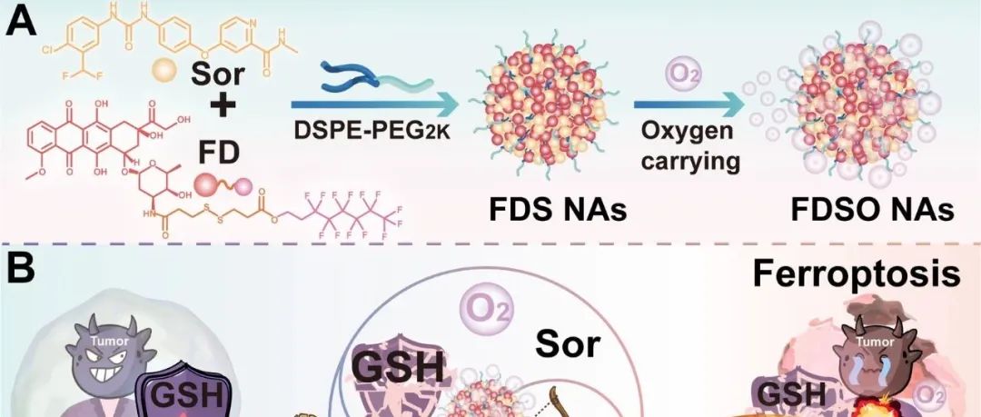 【J. Control. Release】氧增强氟化前药杂交纳米组装体用于乳腺癌铁死亡的双向扩增