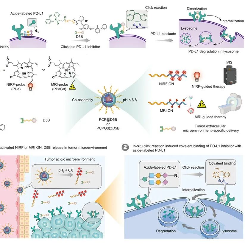 Sci. Adv. | 肿瘤特异性递送可点击抑制剂降解PD-L1和减轻放疗耐药性