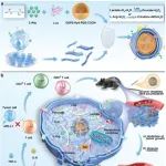 Adv. Mater：工程化仿生肿瘤细胞膜纳米系统用于实现脊髓转移肿瘤的气体免疫代谢治疗