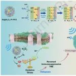 Biomaterials：可克服肿瘤乏氧的铋基三元异质结用于实现缺陷调节增强的肿瘤声催化免疫治疗