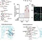 Adv Sci丨南京医科大学孙鹏等团队合作研究表明缓慢代谢驱动的肝PPARγ激动作用扩增介导苯溴马龙诱导的肥胖特异性肝损伤