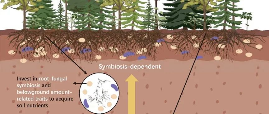 New Phytologist | 地理资源所寇亮、王辉民研究员等揭示演替早期森林根经济空间及物种共存地下基础