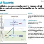 Cell Reports | 云南大学祁斌/单昭团队揭示神经-肠道互作感知益生菌抵御感染的机制