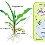 JIPB | 中国农业大学张敬波教授联合中国农科院易可可研究员课题组揭示玉米液泡磷转运蛋白调控叶片磷转移再利用的新机制