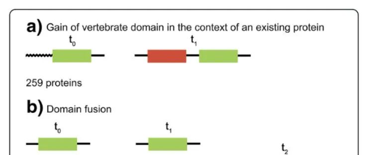 【文献分享】| 蛋白质中新结构域的出现