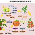 文献解读｜沈阳农业大学李天来院士团队王峰教授课题组揭示光质精准调控番茄产量和品质提升的分子机制