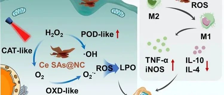 【J.Am.Chem.Soc】通过雾化铈提高酶样活性用于肿瘤微环境反应级联治疗