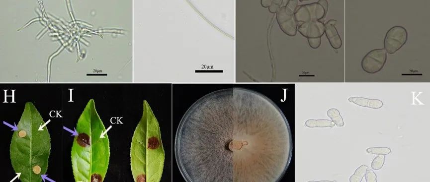 云南农业大学茶学院：中国首次报道玫瑰木霉引起茶树叶斑病