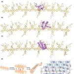 武汉理工大学王涛 JACS：聚合物纳米纤维几何形态调控 - 实现20.1%高效率有机太阳能电池