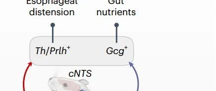 Nature子刊丨北京脑科学与类脑研究所白凌团队揭示了机体内感觉信号协调进食行为的分子机制！