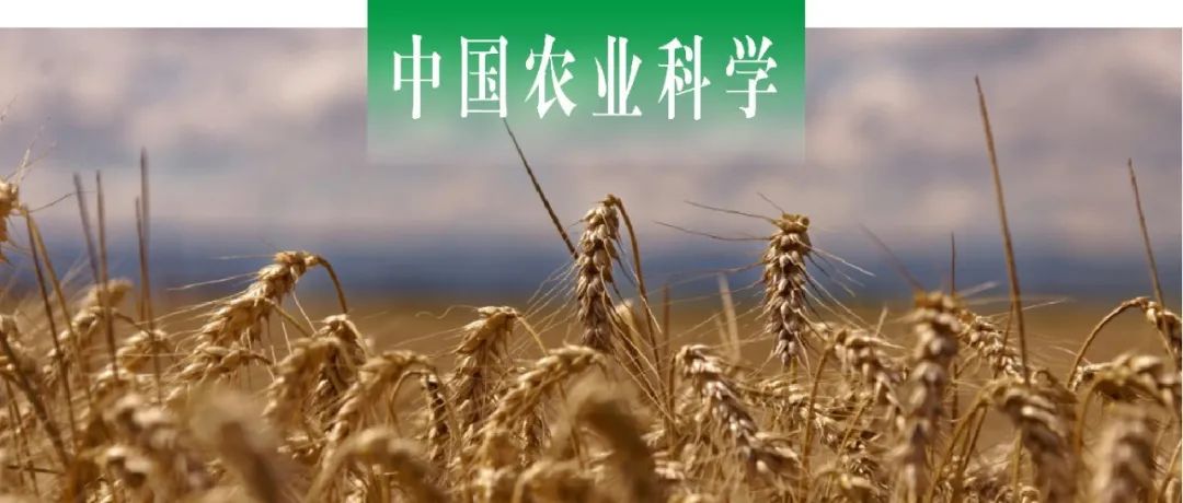 中国农业科学｜泰安市农业科学院小麦团队解析优质高产小麦新品种泰科麦33的遗传构成