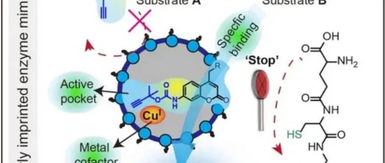 【转载】Angew. Chem. | 分子印迹模拟酶用于细胞内高度特异性的生物正交催化