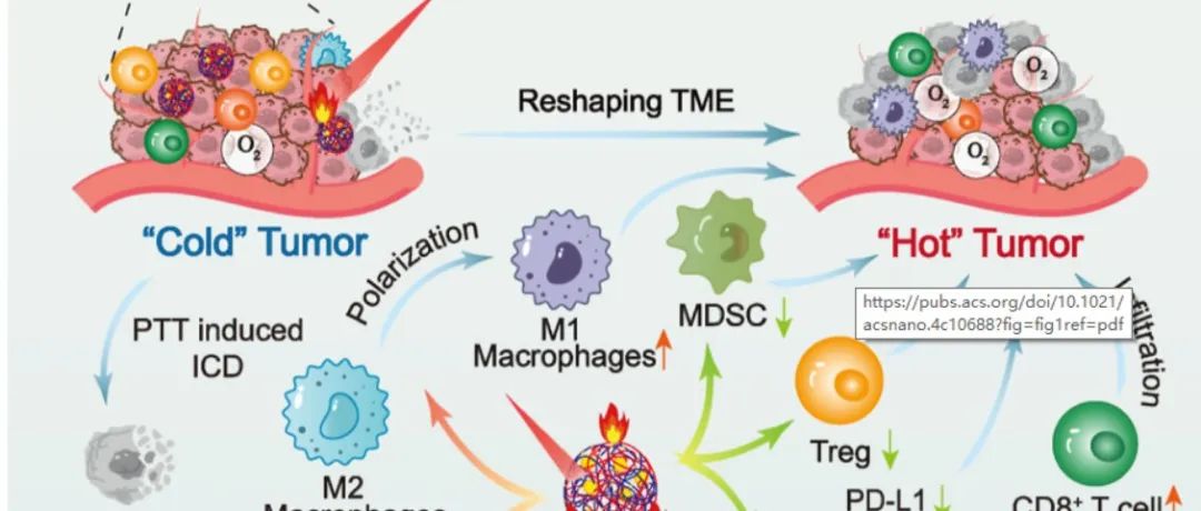 【ACS Nano】两亲性聚氨基酸纳米疫苗用于生物矿化卵清蛋白递送及与光热联合免疫治疗