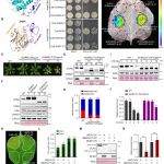 香港大学博士后一作在植物科学顶级期刊（ IF=17,1）发表研究成果！揭示BCM1-EGY1模块调控叶绿素稳态的新机制