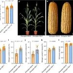 这篇关于玉米Nature受到无端质疑？一作、二作同时回应