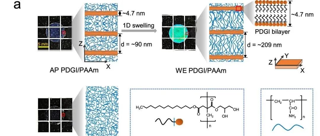 北海道大学龚剑萍教授 Macromolecules：各向异性水凝胶材料的疲劳机制和结构演化