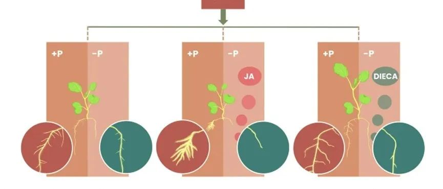 植物-土壤互作 |PLANT SOIL：植物适应恶劣土壤的激素调控