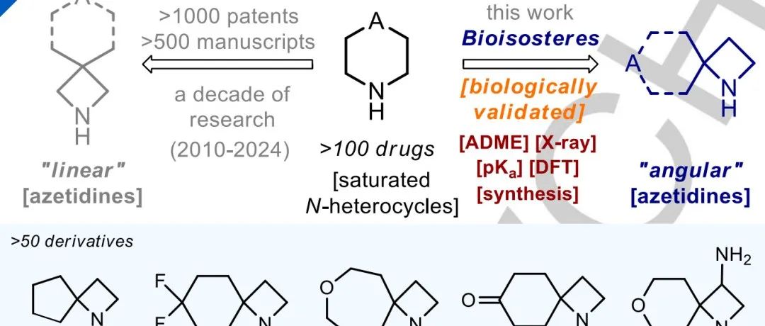 热门分子砌块专栏｜“角型” 螺环氮杂环丁烷