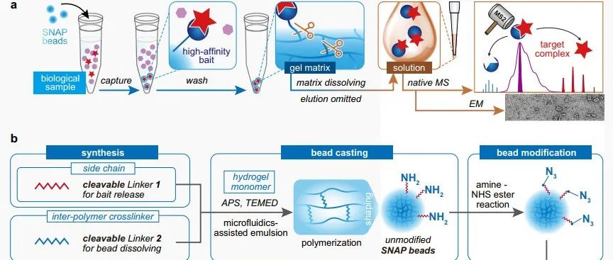 Nat. Commun.｜生物亲和水凝胶微球用于天然蛋白复合物的非变性质谱表征