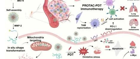 Nature Communications| MMP -2触发靶向线粒体的PROTAC-PDT治疗乳腺癌和脑转移抑制