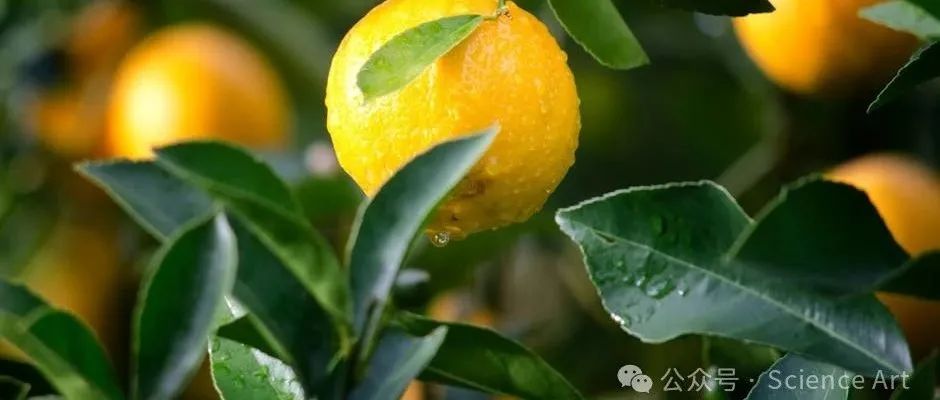 Plant cell | 华中农大刘继红团队发现转录因子TGA2调控水杨酸信号，从而调节柑橘冷诱导脯氨酸积累