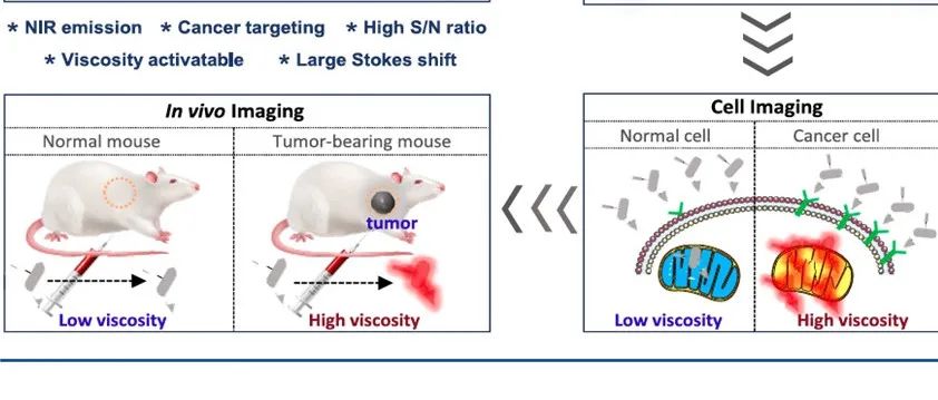 Anal. Chem 用于精确癌细胞成像的癌症靶向粘度可激活近红外荧光探针