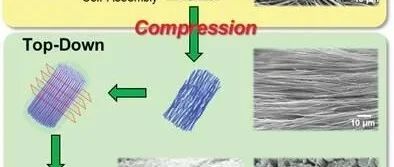 Small丨自组装分子纤维在水中的压缩排列