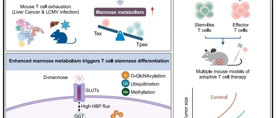 Cell子刊丨苏州系统医学研究所李贵登等最新研究表明，甘露糖代谢重塑T细胞分化，增强抗肿瘤免疫！