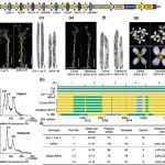 Science Bulletin||王克剑/李红菊团队合作在双子叶杂交植物中建立可自繁种的人工无融合生殖体系
