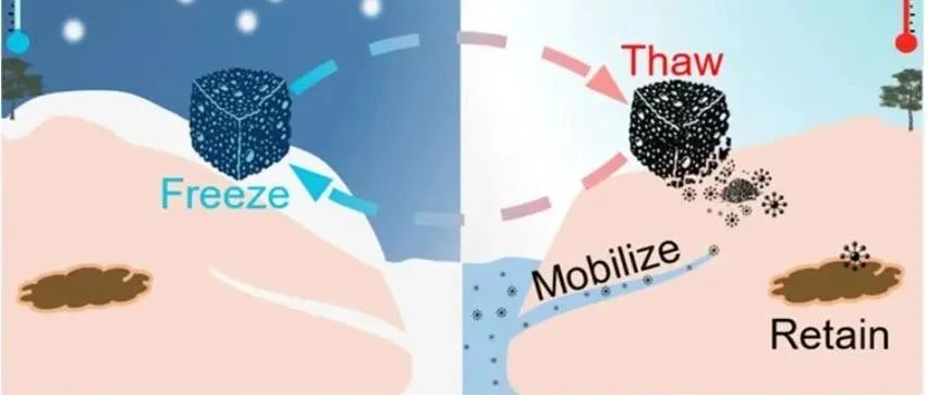 【他山之石】西北农林科技大学贾汉忠课题组：冻融循环事件使生物炭深度分解——溶解性黑碳的释放及其结构依赖的碳固存能力