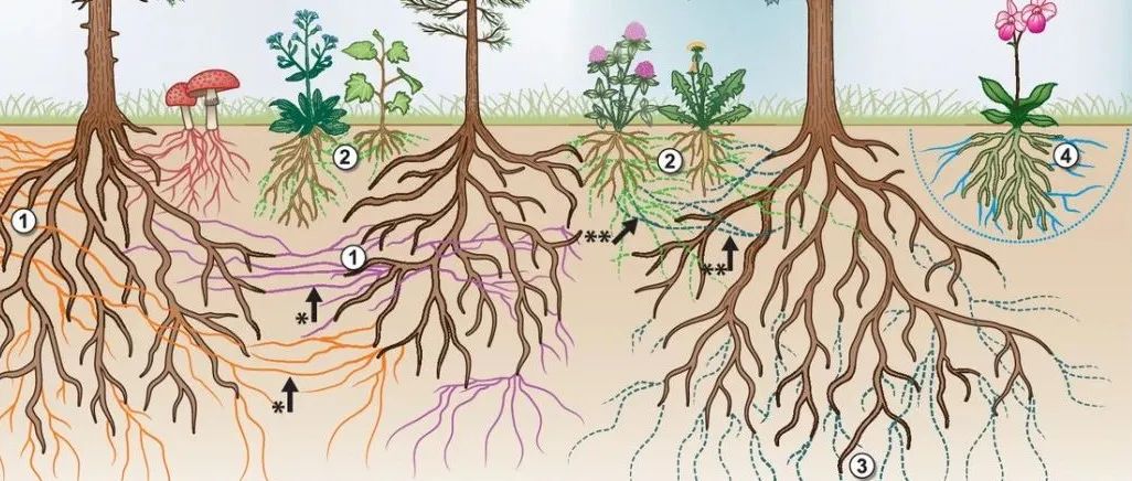 Nature Plants 特邀长篇综述文章！