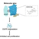 Oncogene | 中国科学院昆明动物所焦保卫团队发现EGFR的分子胶降解剂