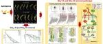 .北京市农林科学院郭旋团队JHM｜抗生素介导的水生植物氮吸收与代谢机制：基于转录组和代谢组的视角