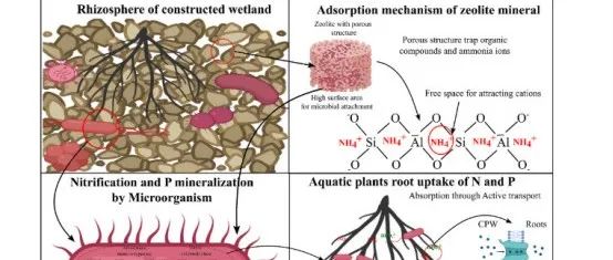 【文献精选】JWPE | 利用优化的人工湿地提高水产养殖废水中营养物质的去除率：微生物复合物、基质和大型植物的全面筛选