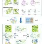 JACS | 清华大学药学院饶燏团队开发：结合抑制与降解的双靶点双机制分子胶设计策略