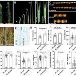 Plant Commun||小麦株高和穗长调控新机制