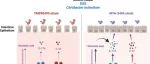 Gut Microbes | 台湾大学江皓森团队揭示热带念珠菌调节肠道免疫的机制