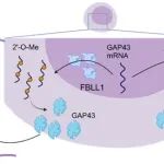 PNAS | 南开大学曹雪涛教授团队鉴定并探究RNA修饰酶的功能与相关机制