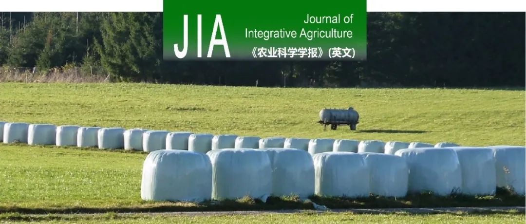 JIA封面文章｜云南农业大学饲草调制加工与利用团队首次报道机会性致病的克雷伯氏菌在青贮饲料中的潜伏机制