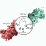 Nature子刊：E3泛素连接酶为基石，聚焦靶向蛋白降解，破解不可成药靶点